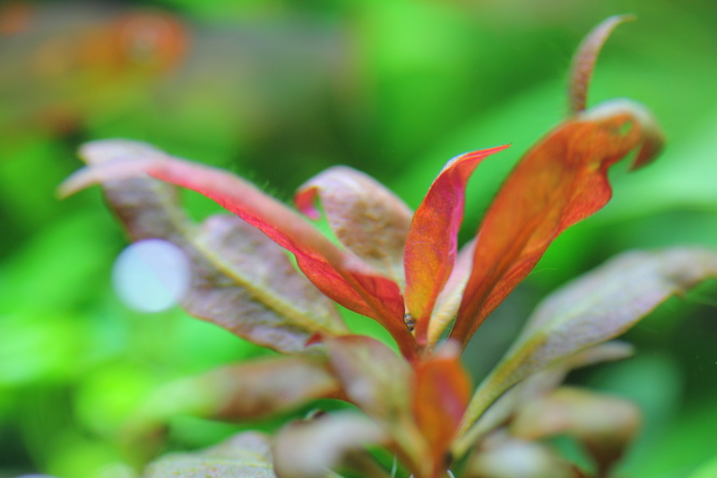 砂利育成　植栽から168日目　アルテルナンテラ　カーディナリス